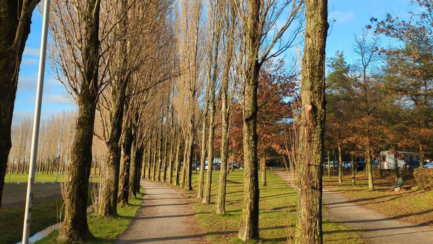 Von Pappeln gesäumter Fußweg